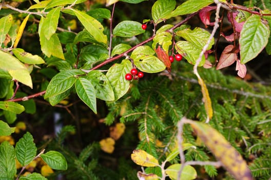autumn a plant with red berry and green leaf