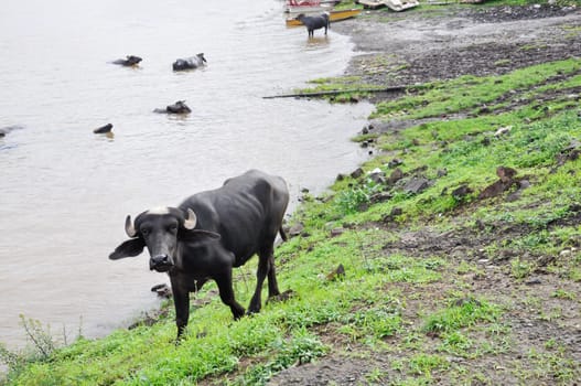 Young water buffalo close up in India