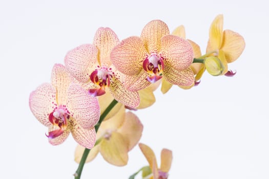 Yellow Phalaenopsis orchids and bud