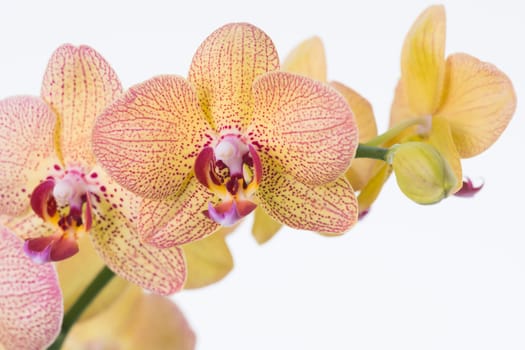 Yellow Phalaenopsis orchids and bud