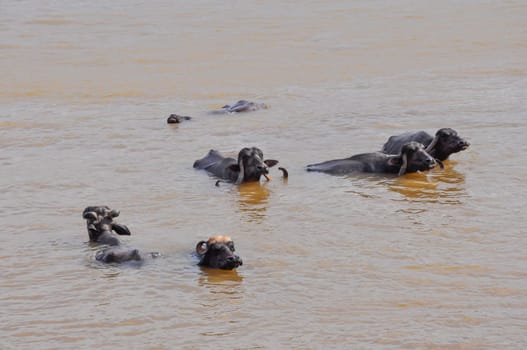 Water buffalo cooling in the muddy river in India