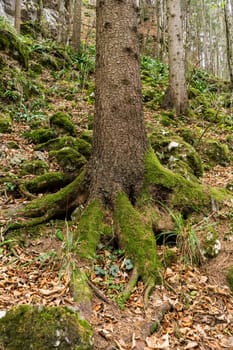 Forest,conifer with moss on the roots