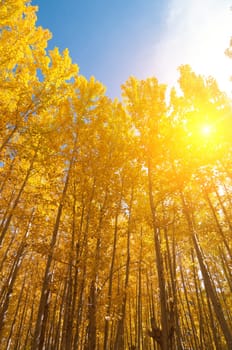 Fall Aspen Trees with filtered sunlight , Leh District in the state of Jammu and Kashmir, India.
