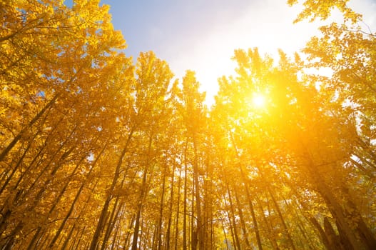 Upward view of Fall Aspen Trees, filtered sunlight , Leh District in the state of Jammu and Kashmir, India.