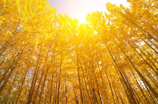 Fall Aspen Trees with golden sunlight, Leh District in the state of Jammu and Kashmir, India.