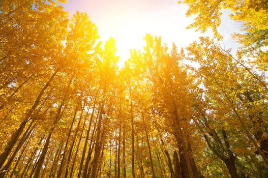 Wide angle fall Aspen Trees with golden sunlight, Leh District in the state of Jammu and Kashmir, India.