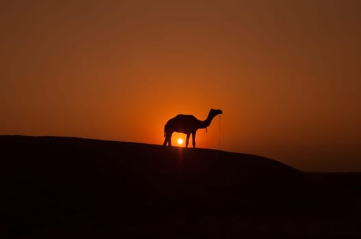 Desert landscape with camel at sunset