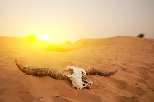 Animal skull in the desert