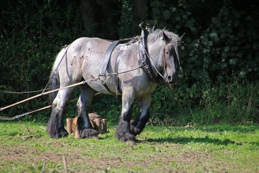 Brabant