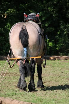 Back horse at work