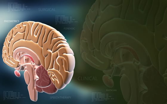 Digital illustration of brain in colour background