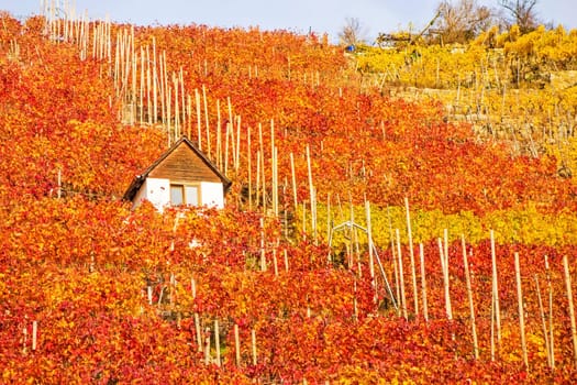 Vineyard in autumn - wine-growing cabin of vintner between grapevines at hillside with golden brown red yellow leaves