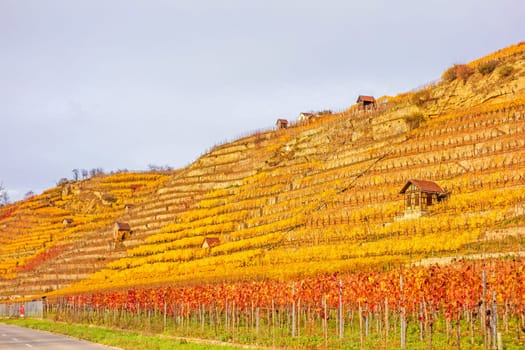 Vineyard in autumn - wine-growing cabins of vintners between grapevines at hillside with golden brown yellow leaves