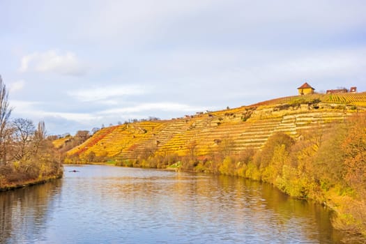 Vineyard at hillside of river Neckar, Stuttgart, Germany - grapevines in autumn with golden brown yellow leaves