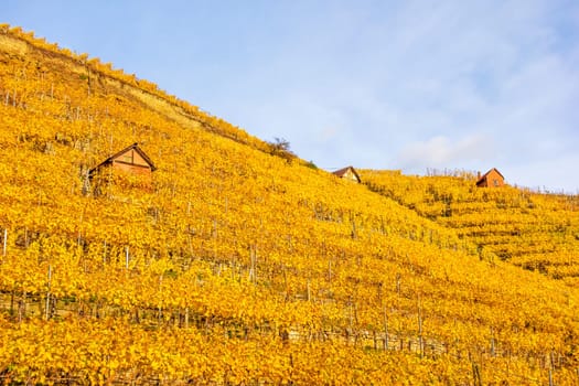 Vineyard in autumn - wine-growing cabins of vintners between grapevines at hillside with golden brown yellow leaves