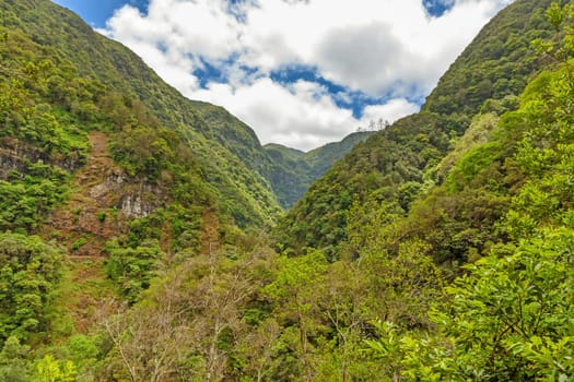 Trees in natural tropical environment - valley