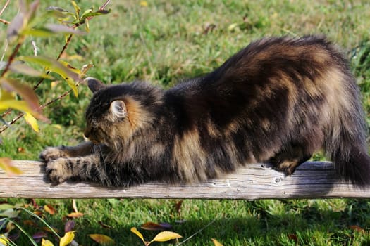 A cat sharpens its claws on a wooden pole - claw sharpening of a cat