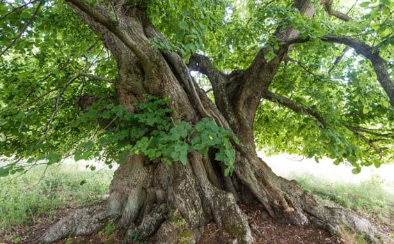 Summer lime tree in bacon 800 years old