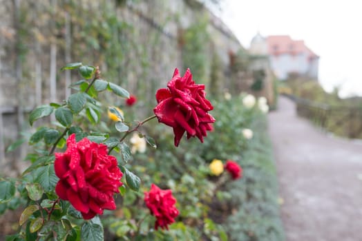 Rose in the Castle Garden Dornburg
