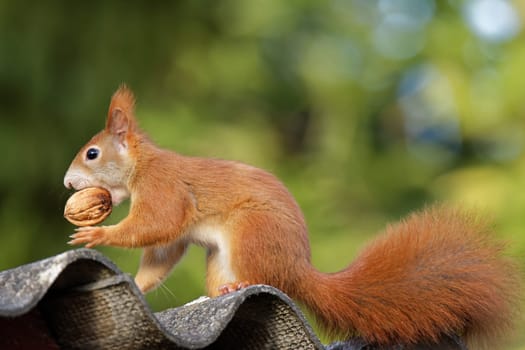 Squirrel with walnut