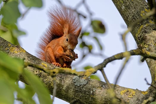 Squirrel in the walnut tree