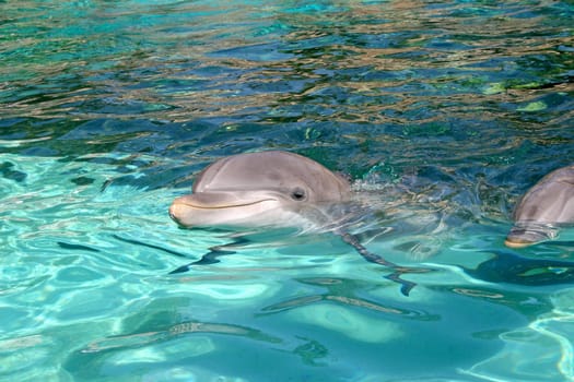 A dolphin is swimming through the water