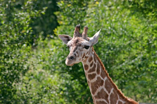 The head and neck of a giraffe