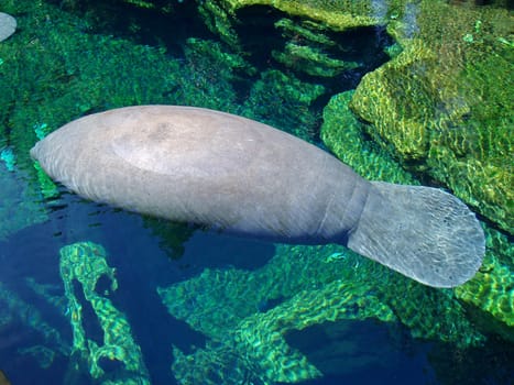 A manatee is swimming through the water