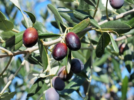 black and green  olives on the branch