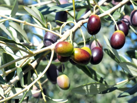black and green  olives on the branch