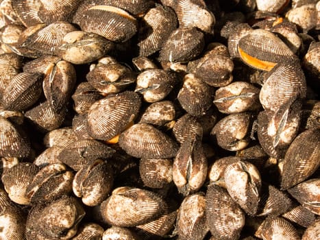 Cockle sale for cooking at small market in Asia