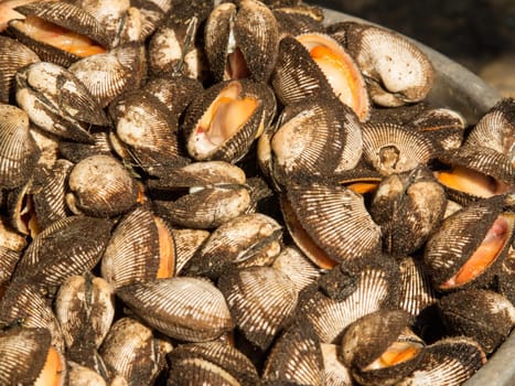 Cockle sale for cooking at small market in Asia