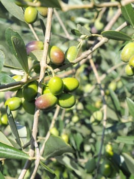 black and green  olives on the branch