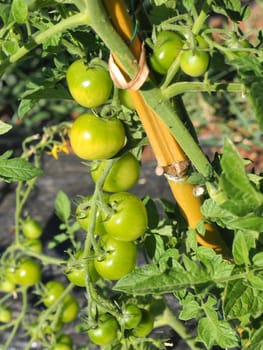 Green tomatoes. Agriculture concept.