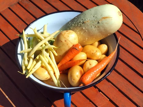 fresh picked vegetables in metal bucket