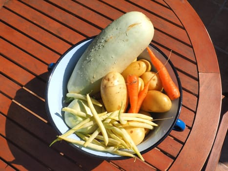 fresh picked vegetables in metal bucket
