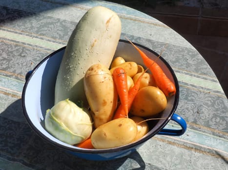 fresh picked vegetables in metal bucket
