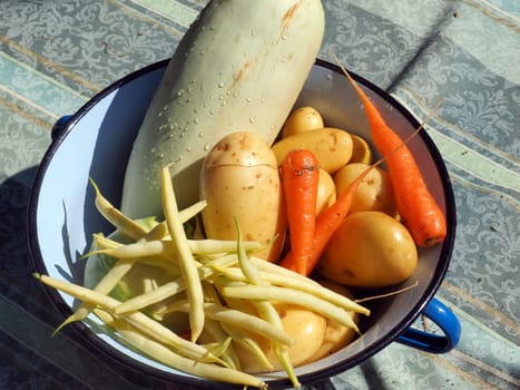 fresh picked vegetables in metal bucket