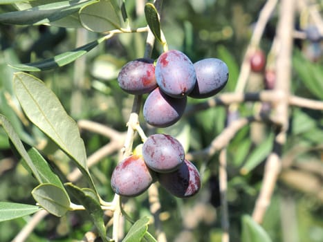 black and green  olives on the branch