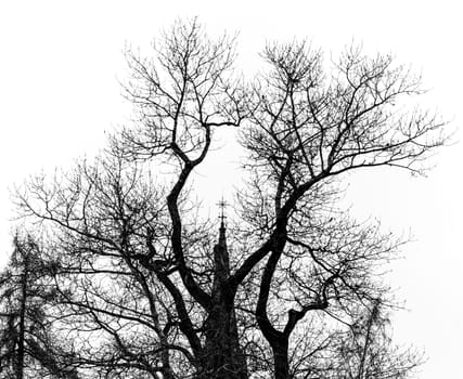 Church Steeple Behind Tree  in black and white.