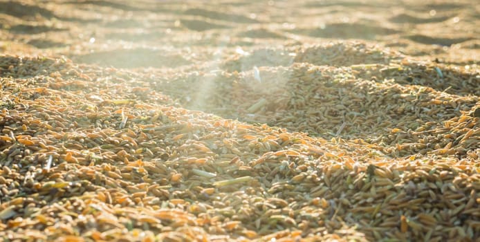 Beautiful paddy rice in sunset, stock photo