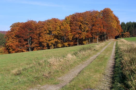 Autumn beech forest