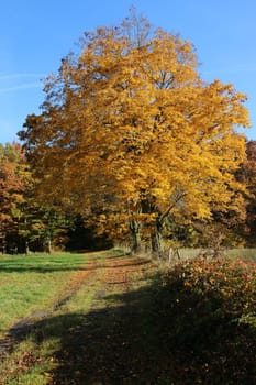 Autumnal landscape with tree