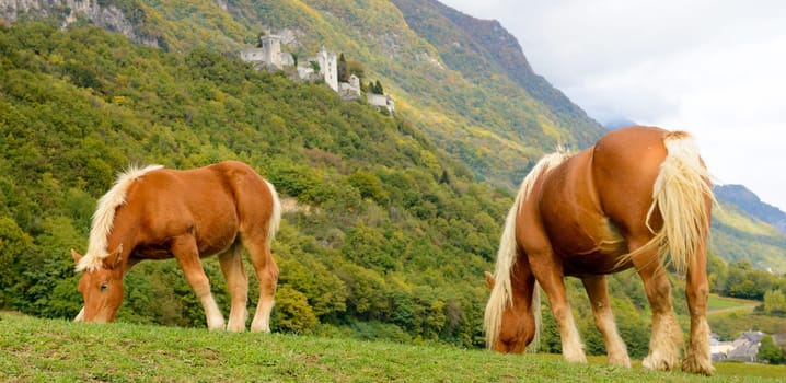two beautiful brown horses at the base of the mountain, old castle in background