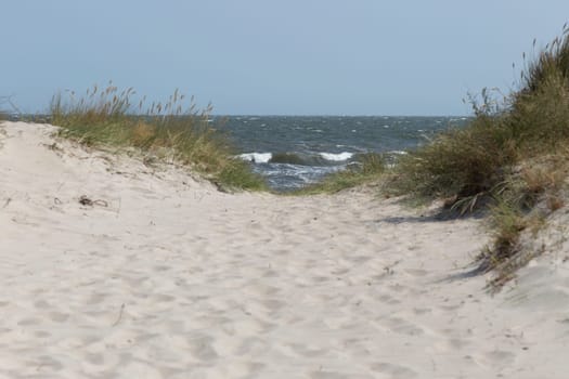 Overgrown dune on the Baltic Sea beach of Marielyst Falster Denmark