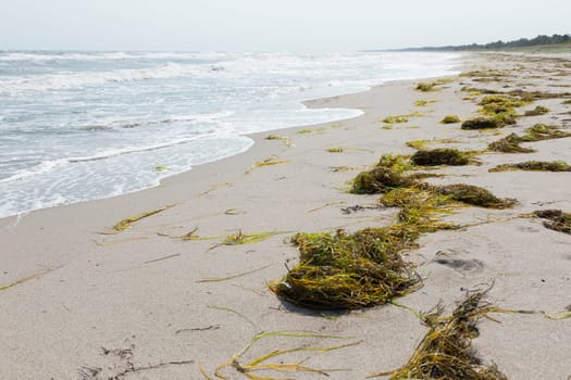 Tang on the beach of the stormy Baltic Sea in Marielyst Denmark