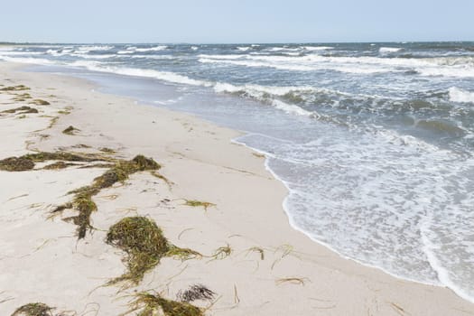 Tang on the beach of the stormy Baltic Sea in Marielyst Denmark