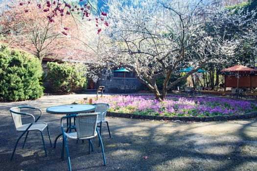 the annual cherry blossom, attracting a large number of tourists