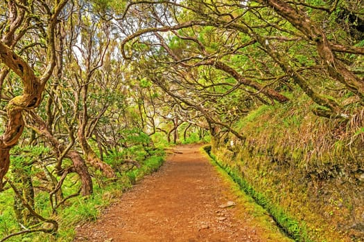 Irrigation canal "levada"" in magical forest, Madeira Island, Portugal"