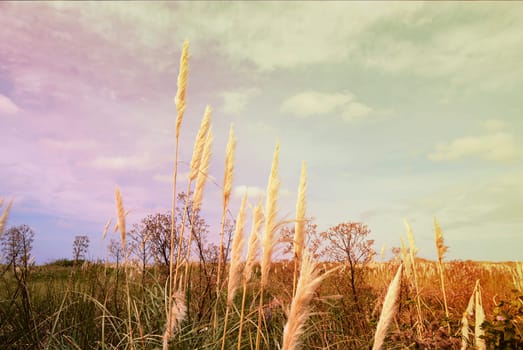 Wild grass meadow landscape with vintage sky background.